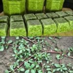A piece of food is stuck, and there’s no one around… A firefighter-rescuer explains the only thing you can do to save yourself if you’re choking.