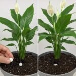 Bananas Last 10 Days Longer When Stored with One Kitchen Item Instead of in a Fruit Bowl