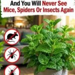 How to Get Rid of Milia: Those Annoying Fat Cysts