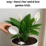 This natural and effective remedy for relieving constipation
