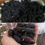 7 powerful blood-thinning foods you need to know about