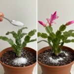 Ants can’t stand it! Use it to keep them away for good.