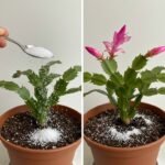 This natural and effective remedy for relieving constipation