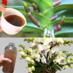 A simple kitchen ingredient could transform your drooping eyelids… Here is the natural method no one has ever revealed to you.